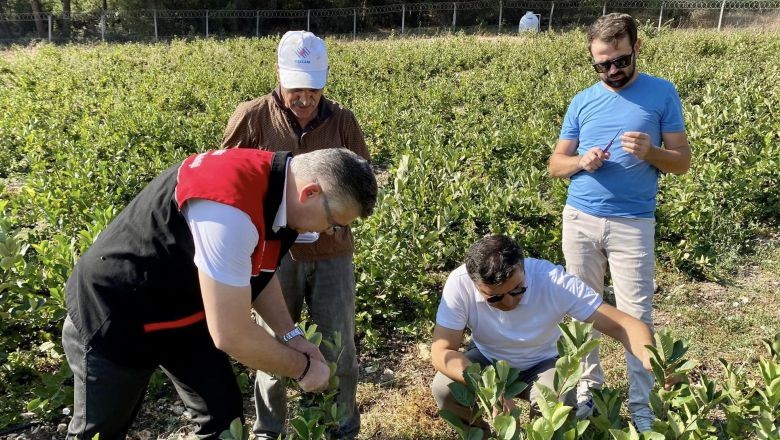 Balıkesir'in Süper Meyvesinin Hasadı Başladı