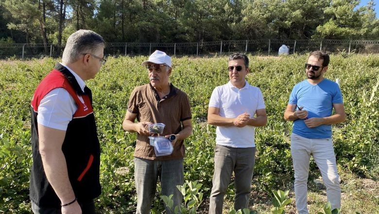 Balıkesir'in Süper Meyvesinin Hasadı Başladı İl Tarım Müdürü hasada katıldı Aronya topladı