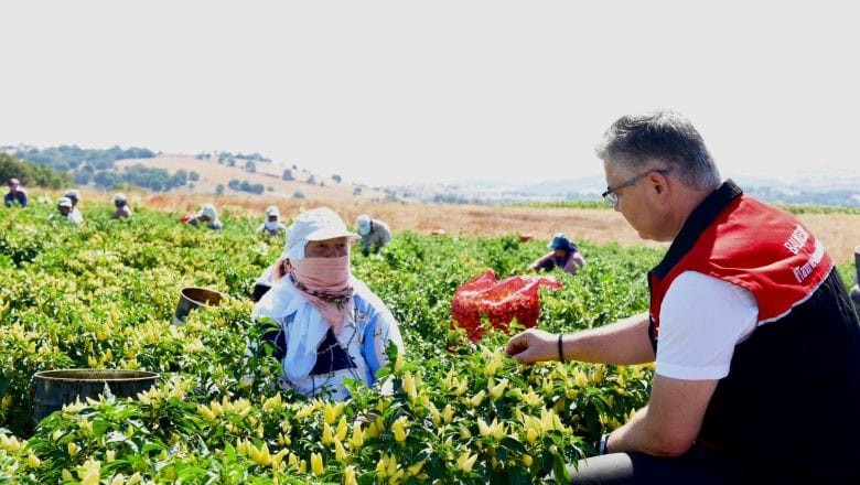 Biberiye Tarlalarında Hasat Zamanı