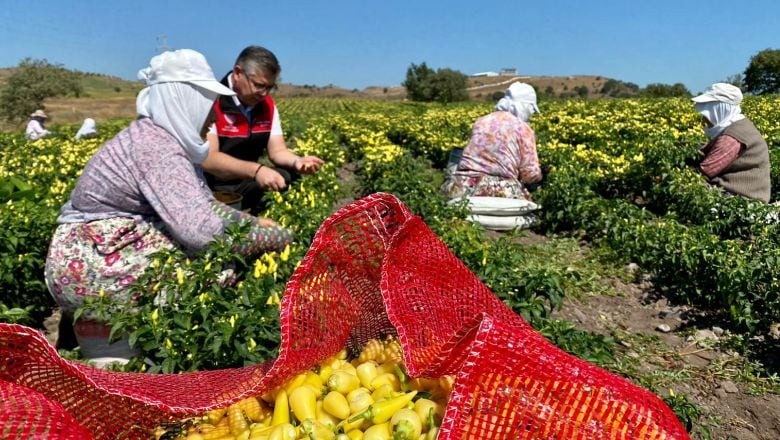 Biberiye Tarlalarında Hasat Zamanı