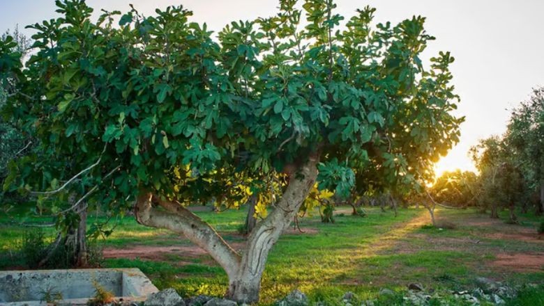 İncir Ağacı Sonu Oldu İncir Ağacı Sonu Oldu