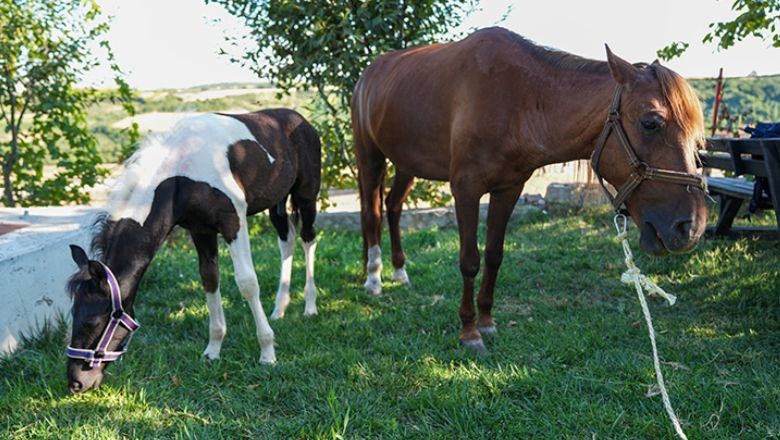 Türkiye'de İlk! Balıkesir'in Tüp Tayı Doğdu