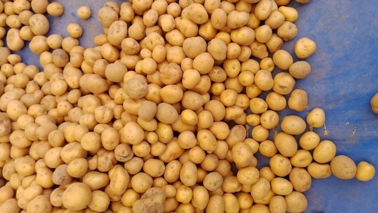 Balıkesirlilerden Lezziz Tarif: Baharatlı Bebek Patates