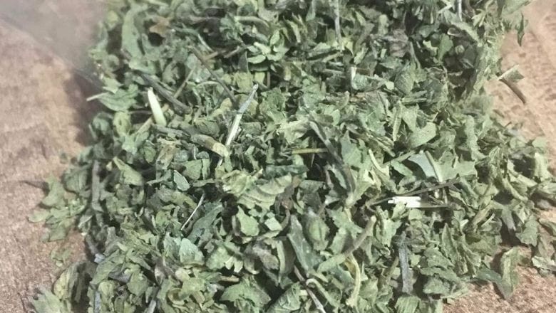 Kazdağları'nın Şifalı Bitkisi: Dağ Nanesi