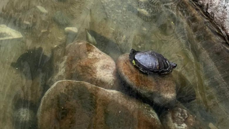 Erdek'te Süs Havuzu İtalya'yı Aratmıyor