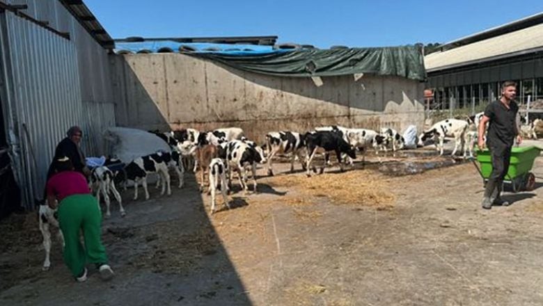 Balıkesir’de Büyükbaş Hayvan Çiftliğinde Yangın
