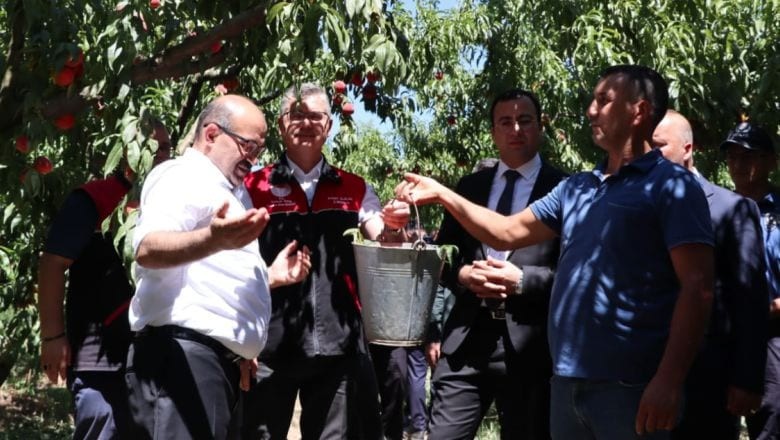Kepsut'ta Şeftali Hasadı Başladı
