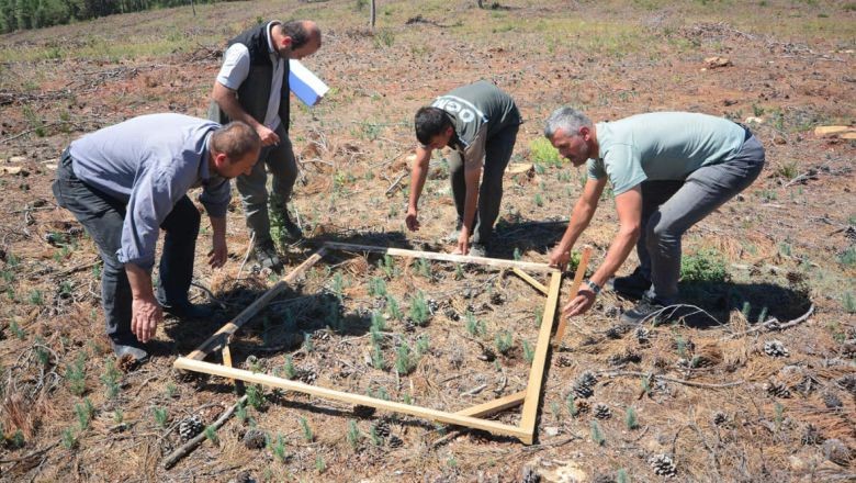 Balıkesir Ormanlarına Kızılçamlar Kök Salıyor