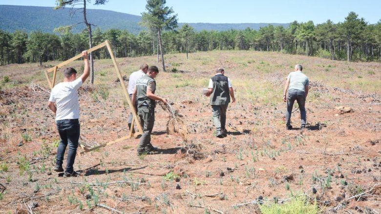 Balıkesir Ormanlarına Kızılçamlar Kök Salıyor