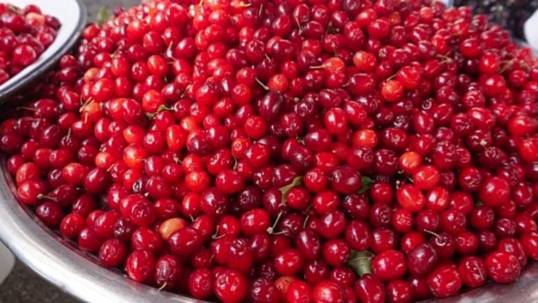 Balıkesir'in Bahçelerinden Balıkesir Kızılcığı