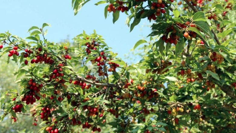 Balıkesir'in Bahçelerinden Balıkesir Kızılcığı