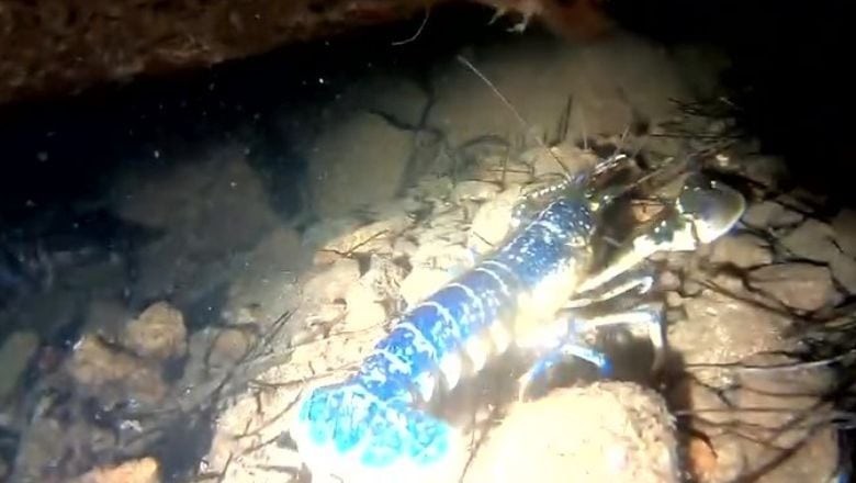 Dünya Çapında 200 Milyonda Bir: Ayvalık’ta Keşfedildi!