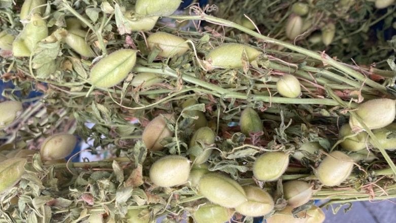 Balıkesir'de Sağlıklı Seçenek: Taze Nohut