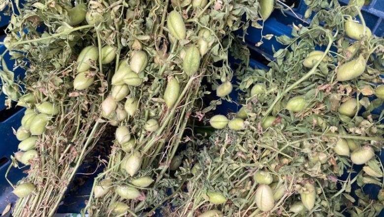 Balıkesir'de Sağlıklı Seçenek: Taze Nohut