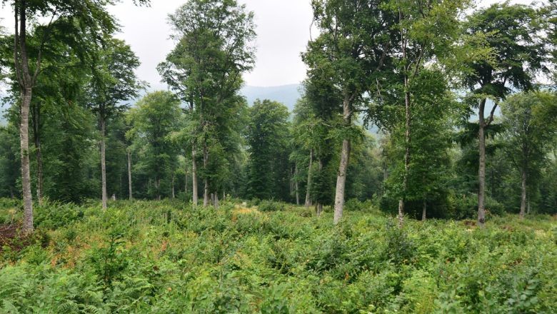 Balıkesir'de Yeşil Dönüşüm Vurgusu