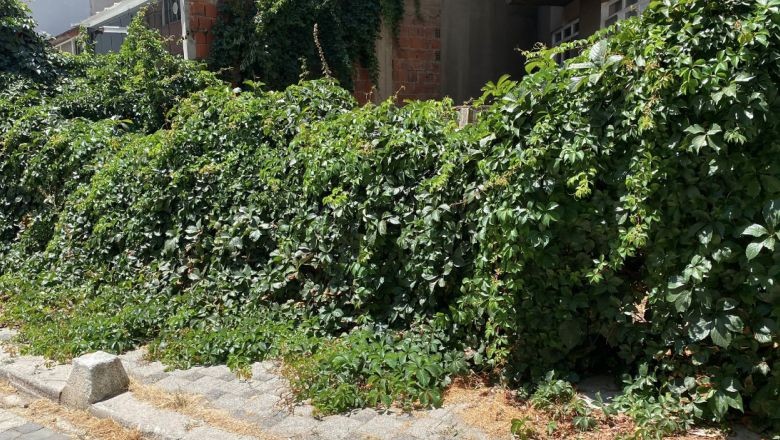 Balıkesir'in Duvarları Yeşil Örtüyle Kaplı