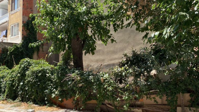Balıkesir'in Duvarları Yeşil Örtüyle Kaplı