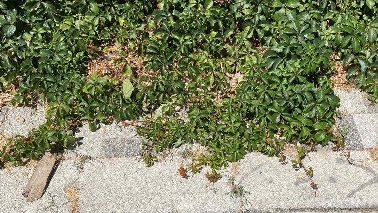 Balıkesir'in Duvarları Yeşil Örtüyle Kaplı