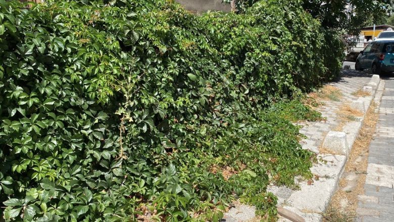 Balıkesir'in Duvarları Yeşil Örtüyle Kaplı