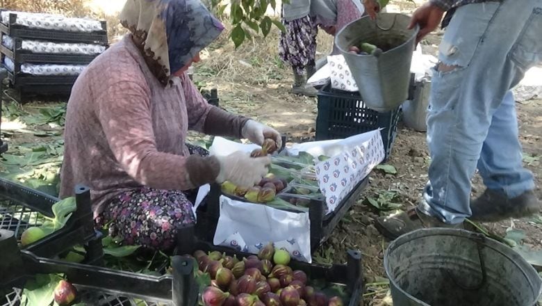 Balıkesir'de Siyah İncir Hasadı Başladı!