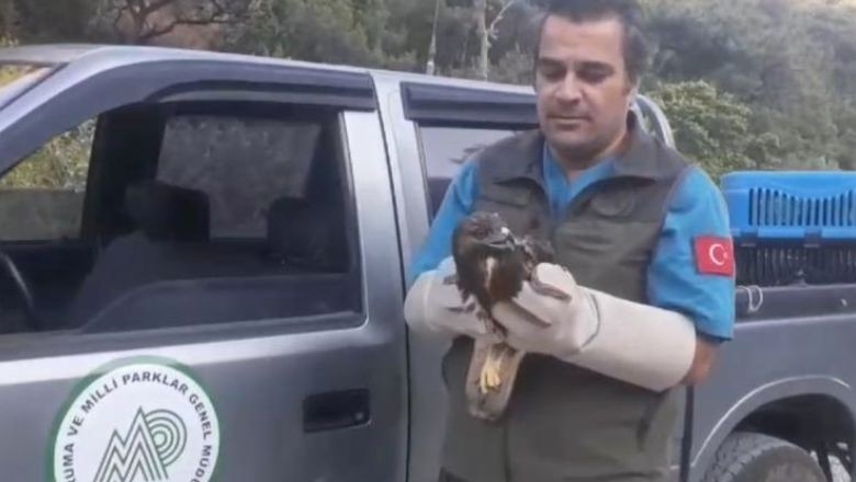 Balıkesir'de Yaralı Kuşlar Tedavi Edilerek Doğaya Salındı
