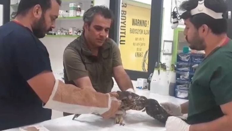 Balıkesir'de Yaralı Kuşlar Tedavi Edilerek Doğaya Salındı
