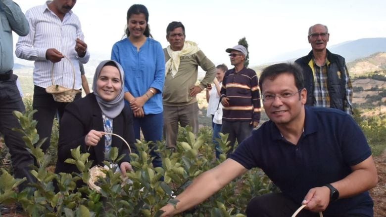 Sındırgı'da Süper Meyve İçin İlk Hasat Başladı
