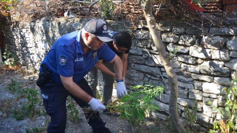 Yatalak Hasta Çiftin Evinin Bahçesine Kenevir Ektiler