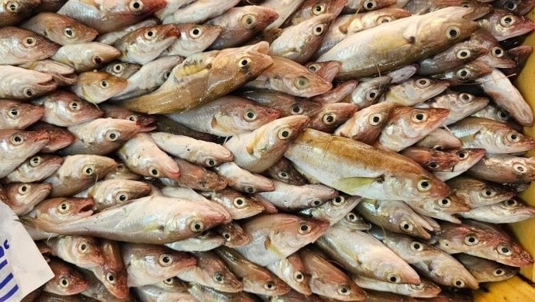 Bandırma Balık Hali'nde Palamut Rekoru!