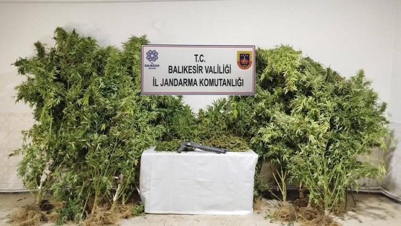 Bandırma’da Kamu Arazisinde Kenevir Operasyonu Bandırma’da Kamu Arazisinde Kenevir Operasyonu