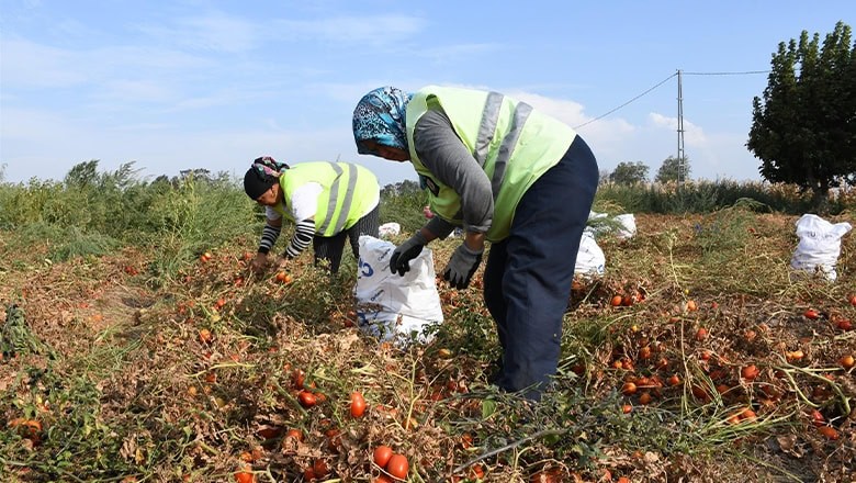 Domates Üreticisinden Büyükşehir’e Anlamlı Bağış Domates Üreticisinden Büyükşehir’e Anlamlı Bağış