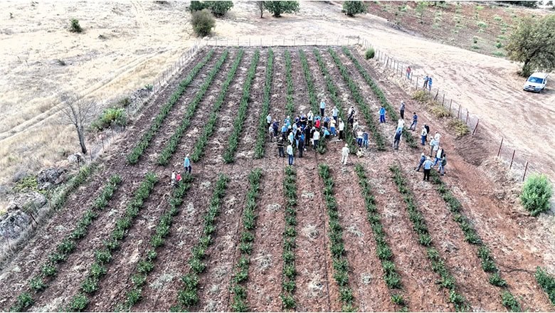 Sındırgı’da Aronya Meyvesinde İlk Hasat Gerçekleştirildi