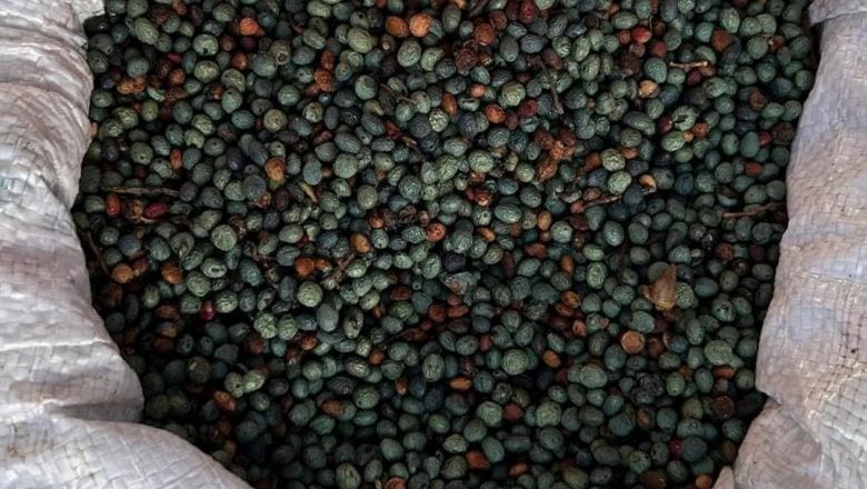 Balıkesir'in Dağlarında Yetişip Şifa Dağıtıyor!