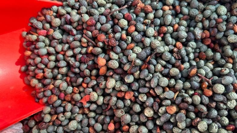Balıkesir'in Dağlarında Yetişip Şifa Dağıtıyor!