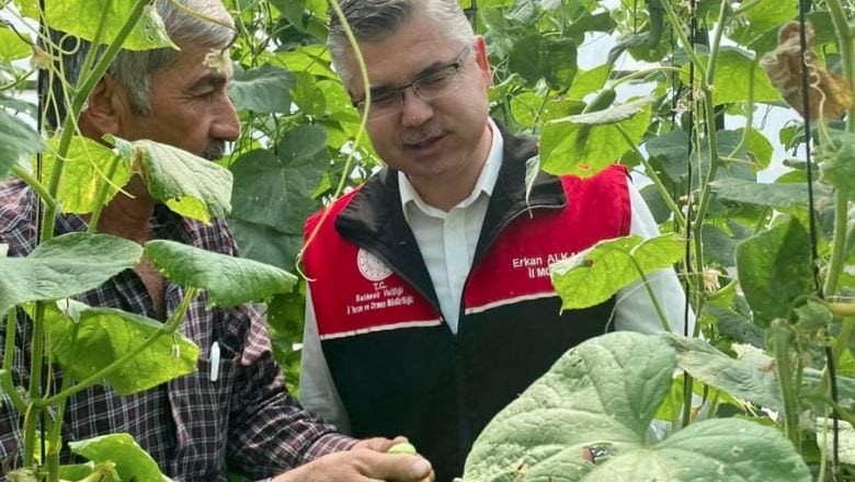 Balıkesir'de 212 Bin Fide Hasat Ediliyor