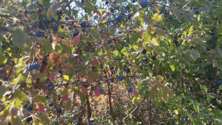 Güvem Meyvesiyle Lezzetlere Balıkesir Dokunuşu