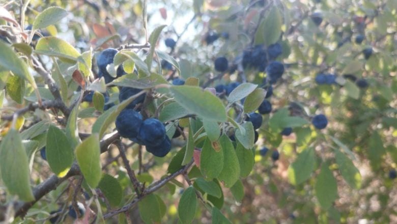 Güvem Meyvesiyle Lezzetlere Balıkesir Dokunuşu