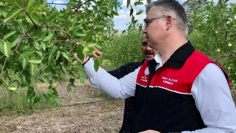 Balıkesir’de Hünnap Hasat Sezonu Başladı