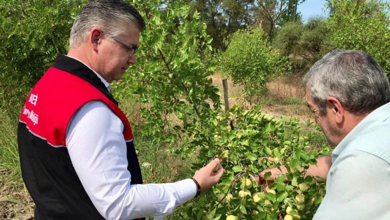 Balıkesir’de Hünnap Hasat Sezonu Başladı