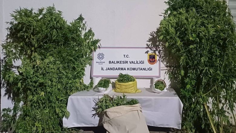 Balıkesir'de 56 Kök Kenevir Ele Geçirildi