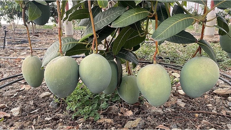Mango’nun Çekirdeğini Gördünüz mü? Mango’nun Çekirdeğini Gördünüz mü?