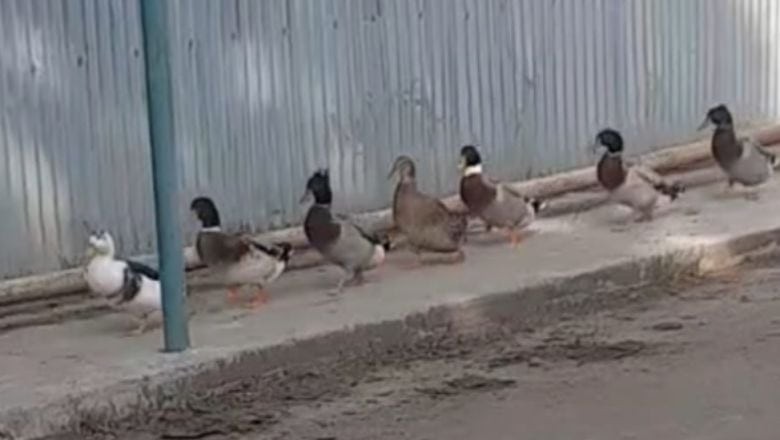 Ördeklerin Asker Marşı Tepkisi Dikkat Çekti