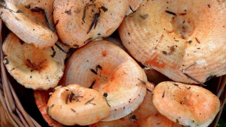 Balıkesir’in Doğası ve Sonbahar Burçları