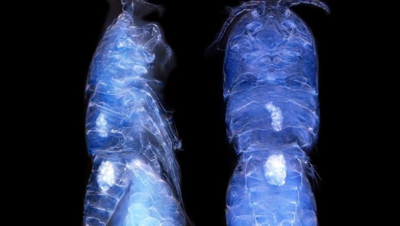 Türk Ekibi Antarktika’da Yeni Tür Buldu