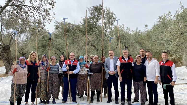 Kazdağları'nda Zeytinleri Sopalarla Döktüler