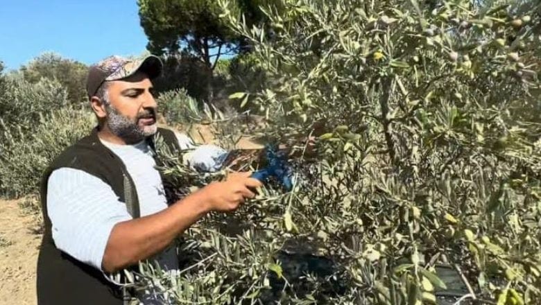 Zeytinde Fiyat Düşüşü! Üreticileri Yağa Yöneliyor