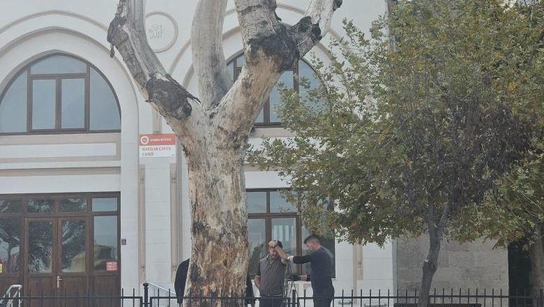 Bandırma'da Tarihi Kavak Ağacı Kesildi