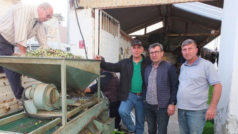 Sarı Zeytin Tehlike Altında! Çiftçiler Açıklama Yaptı