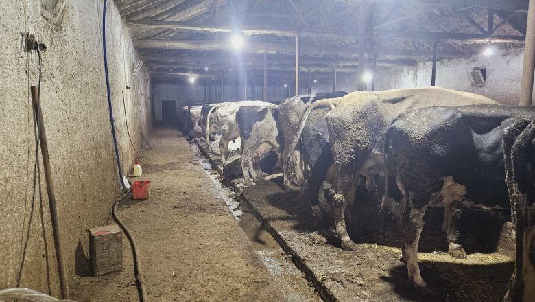İnek Tarafından Tepilen Celep Hayatını Kaybetti