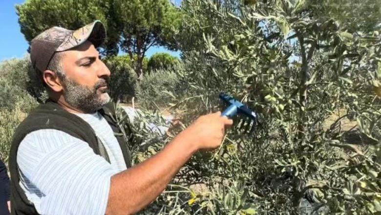 Zeytinde Fiyat Düşüşü! Üreticileri Yağa Yöneliyor